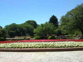 flowers planted center of Satomi Park