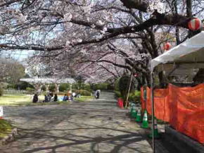里見公園の花見客と桜