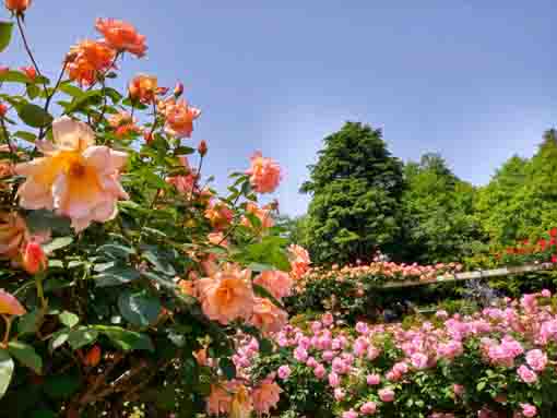 里見公園を彩るバラの花々5