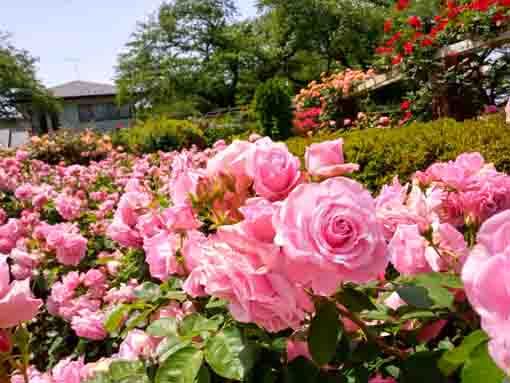 里見公園を彩るバラの花々6