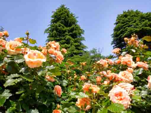 令和３年里見公園に咲くバラの花⑦