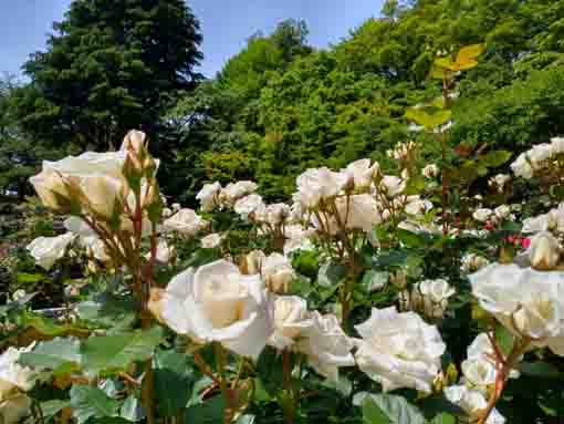 令和３年里見公園に咲くバラの花⑧