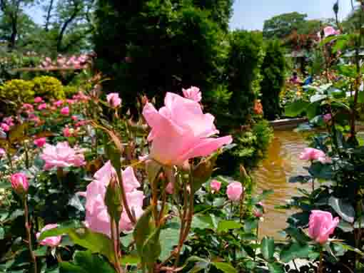 令和３年里見公園に咲くバラの花⑨