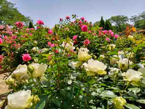 令和３年里見公園に咲くバラの花⑩