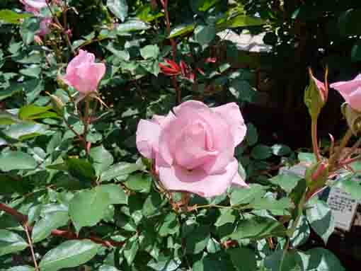 里見公園に咲くピンクのバラ