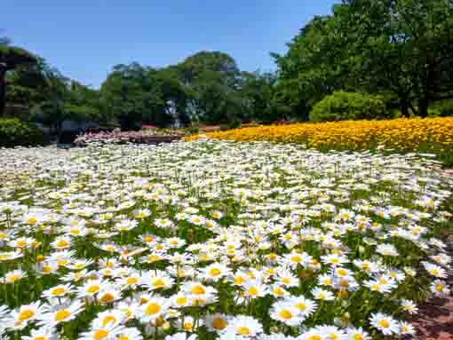 令和３年里見公園に咲くバラの花①