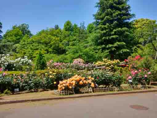 令和３年里見公園に咲くバラの花②