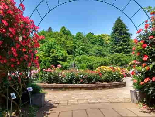 令和３年里見公園に咲くバラの花③