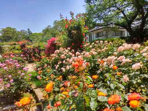 令和３年里見公園に咲くバラの花⑬