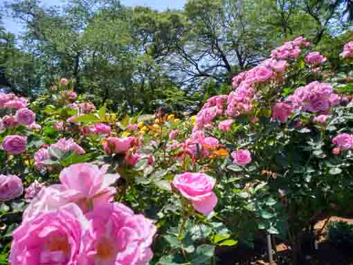 里見公園を彩るバラの花々8