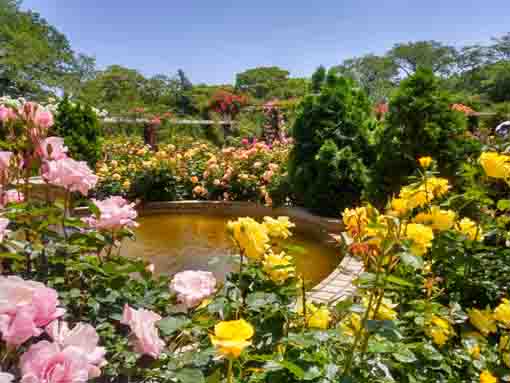 里見公園を彩るバラの花々9