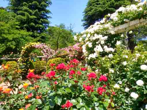 令和３年里見公園に咲くバラの花⑭