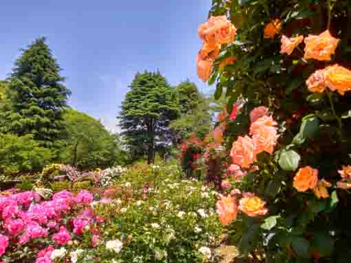 令和３年里見公園に咲くバラの花④