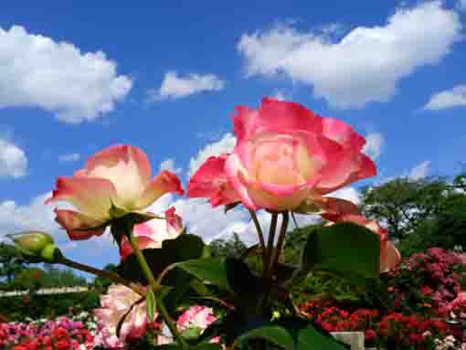 里見公園を彩るバラの花々12