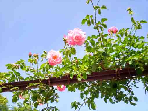 バラの時期の草花