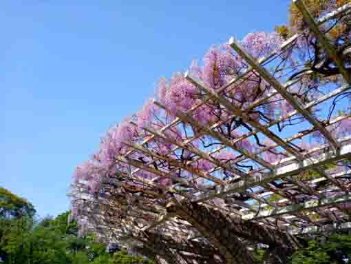 里見公園の藤棚に咲く藤の花１