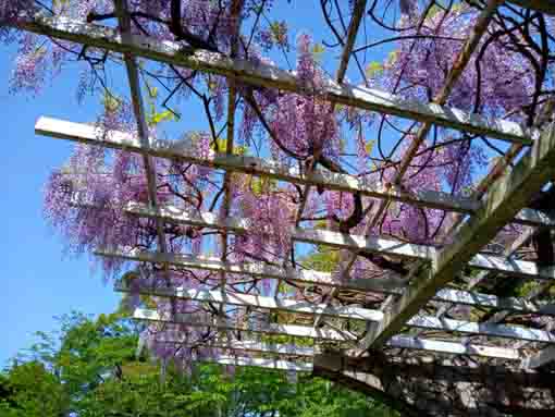 里見公園の藤棚に咲く藤の花２