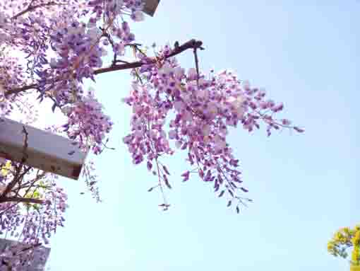 里見公園の藤棚に咲く藤の花３