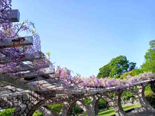 里見公園の藤棚に咲く藤の花４