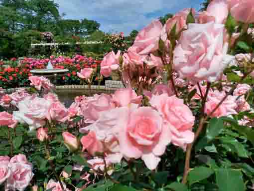 花畑からバラの花園