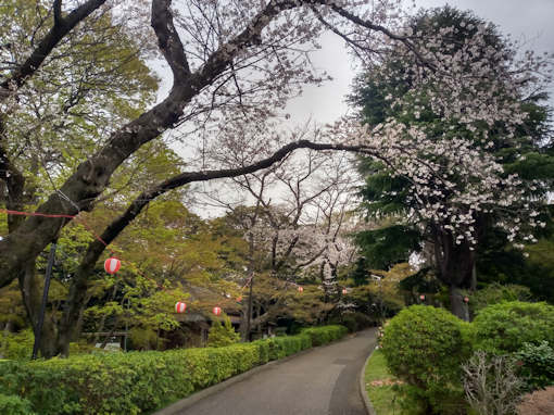 令和６年里見公園五分咲き程のソメイヨシノ