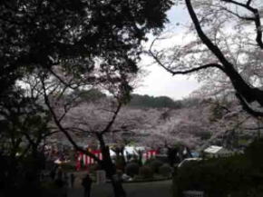 Sakura Festival held in Satomi Park