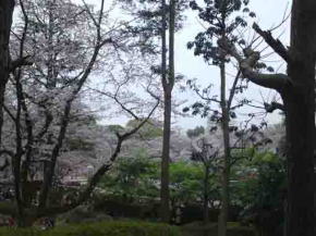 cherry blossoms through woods