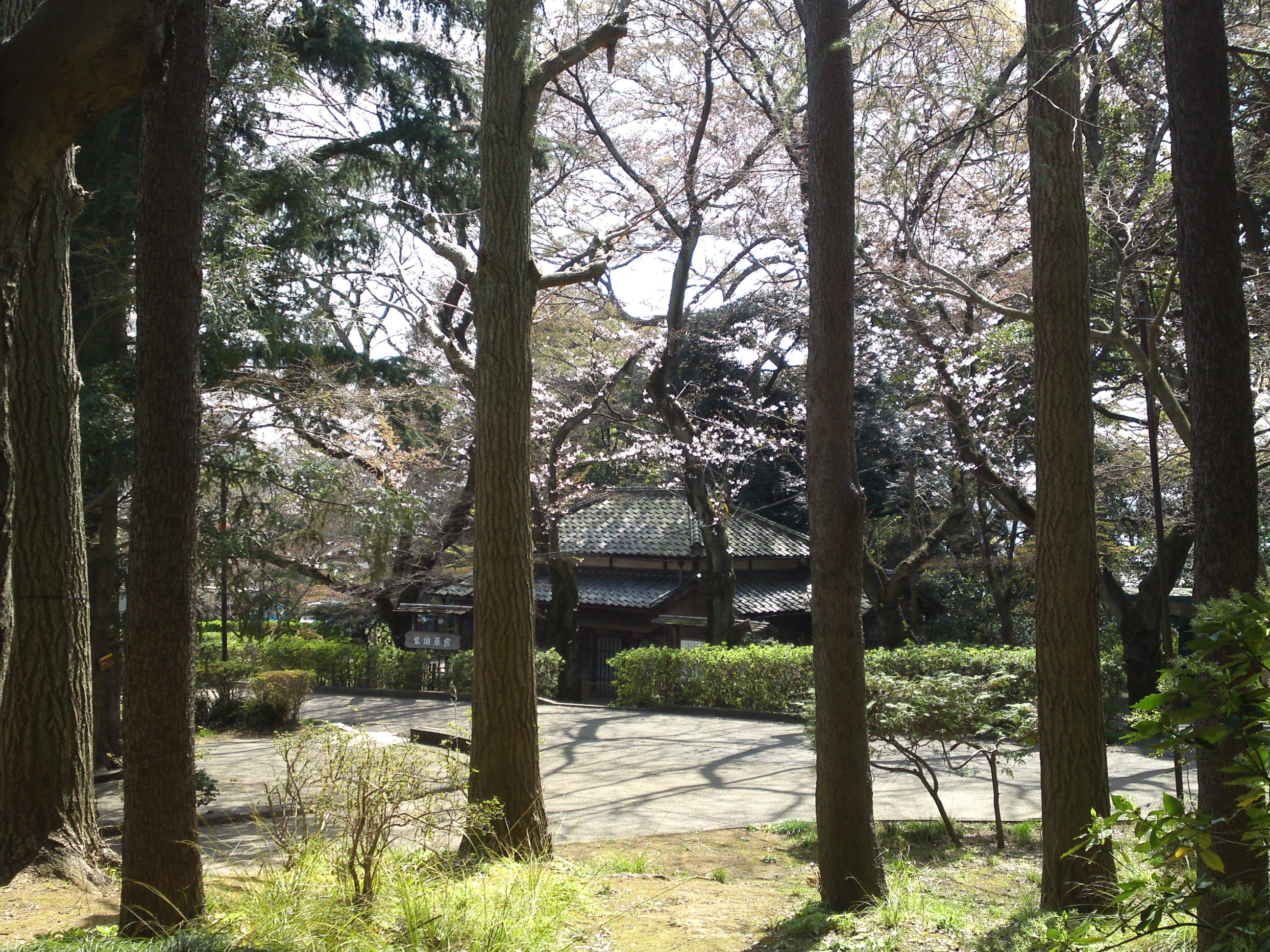 2016年秋里見公園内紫烟草舎と桜