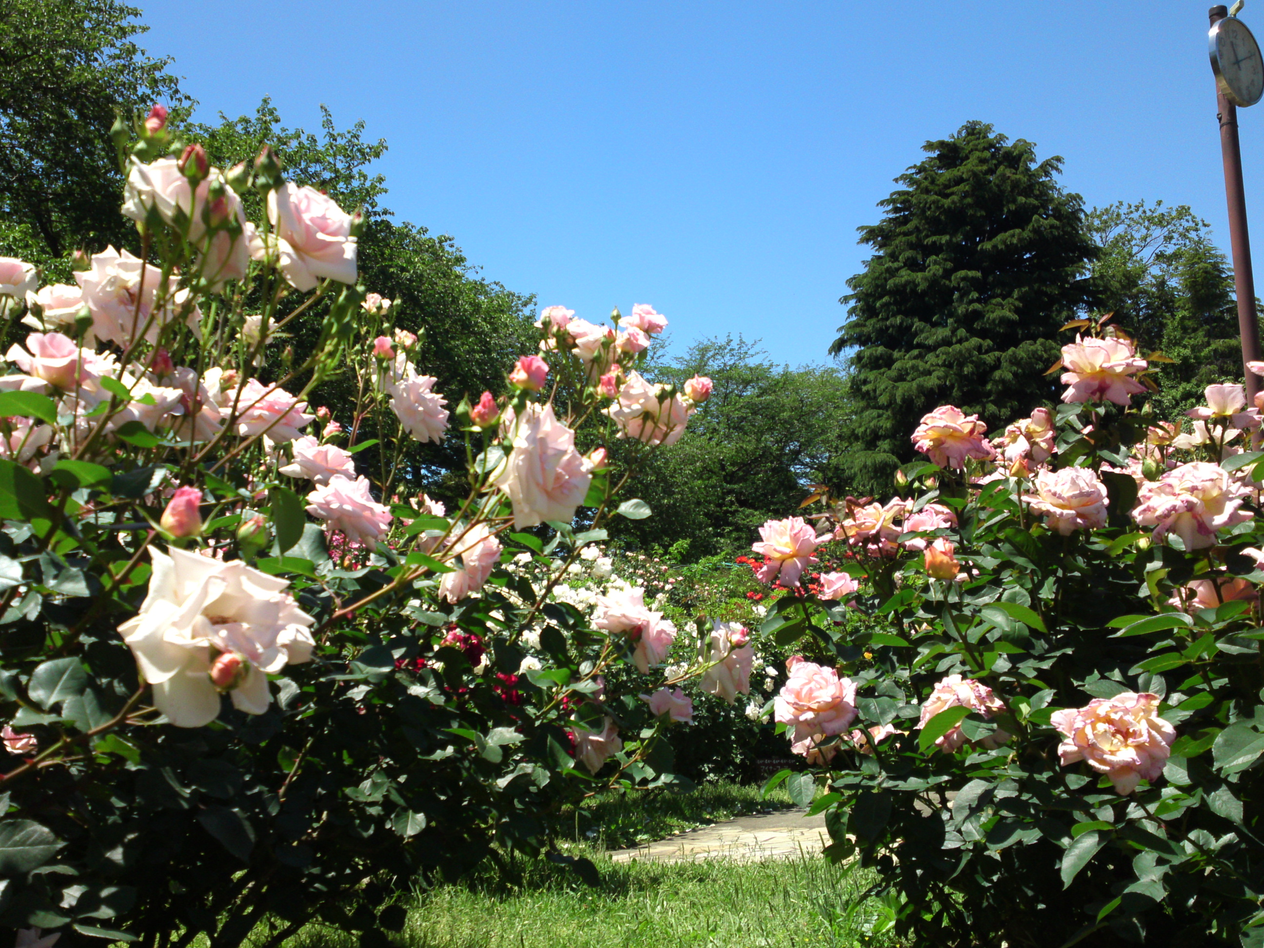 2016年初夏里見公園に咲くバラの写真１