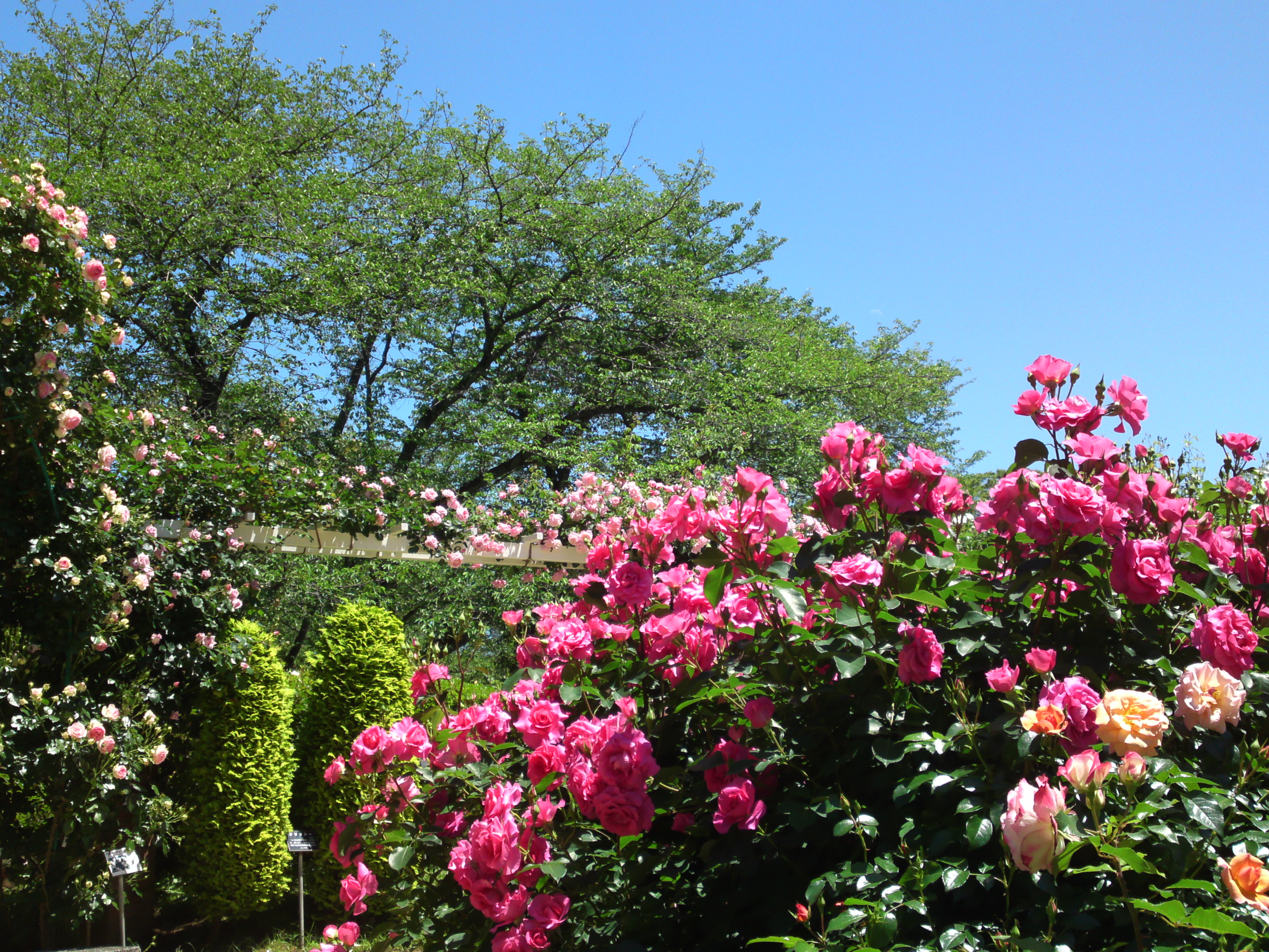 2016年初夏里見公園に咲くバラの写真８