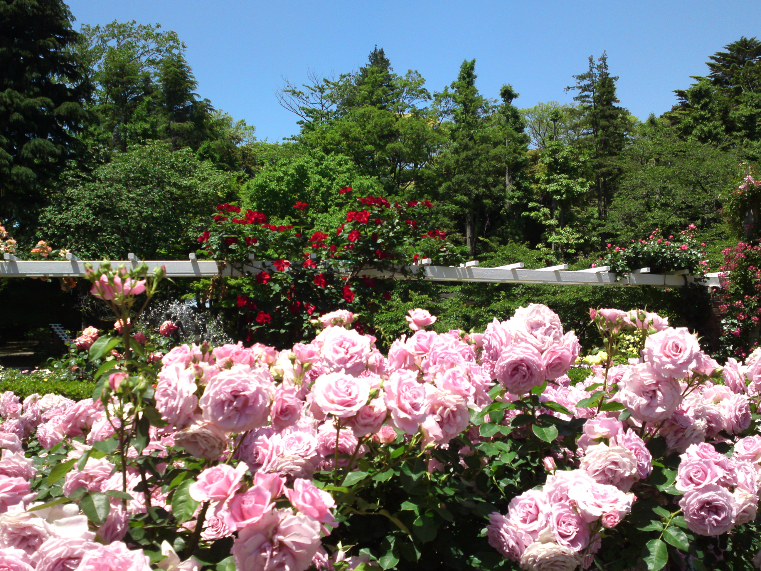 2016年初夏里見公園に咲くバラの写真１３