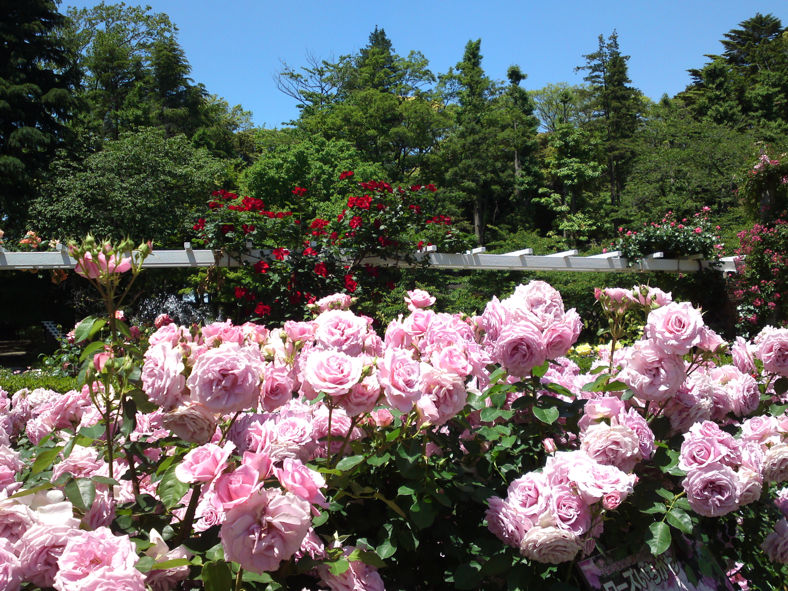 2016年初夏里見公園に咲くバラの写真１４