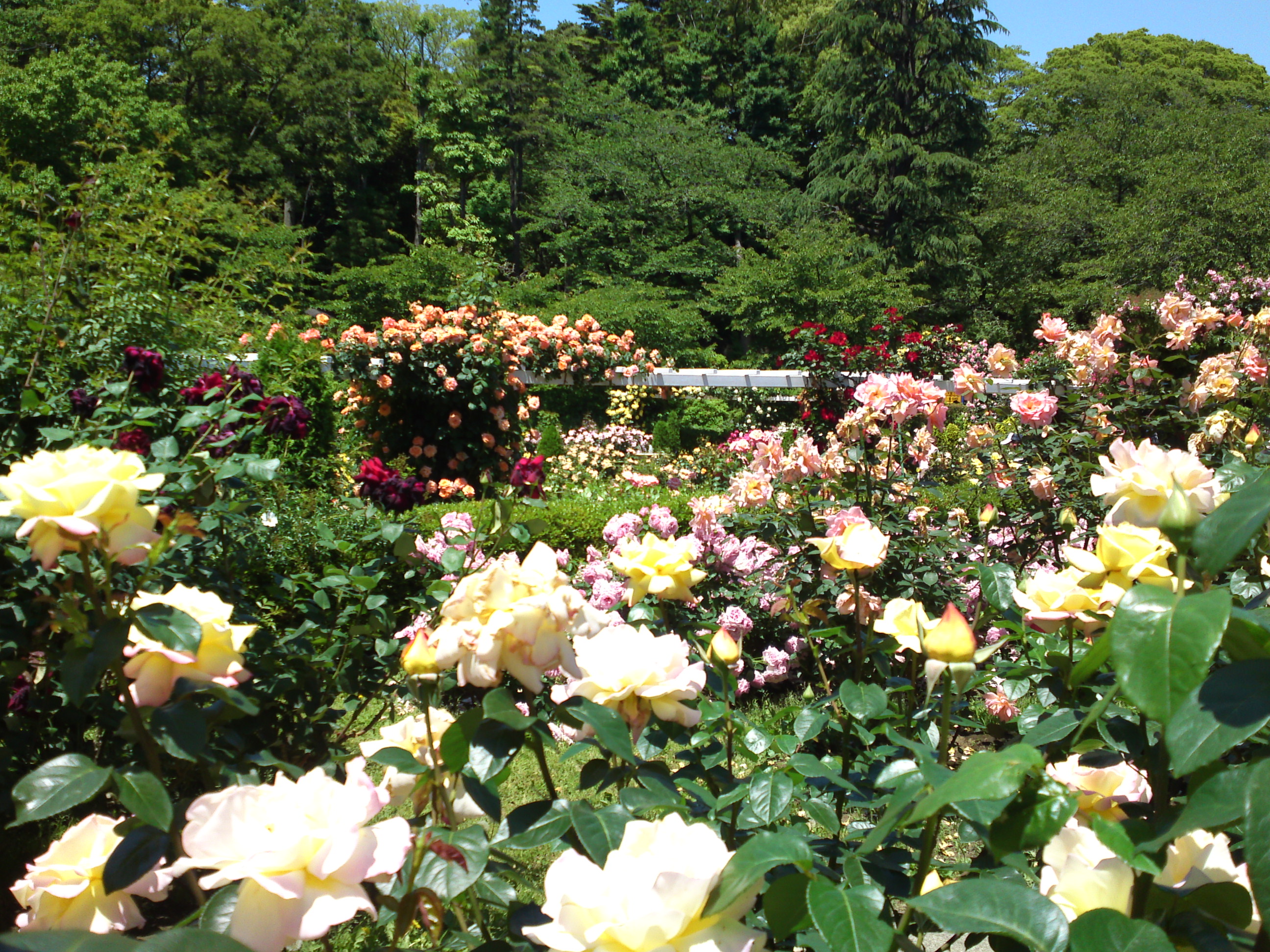 2016年初夏里見公園に咲くバラの写真２０