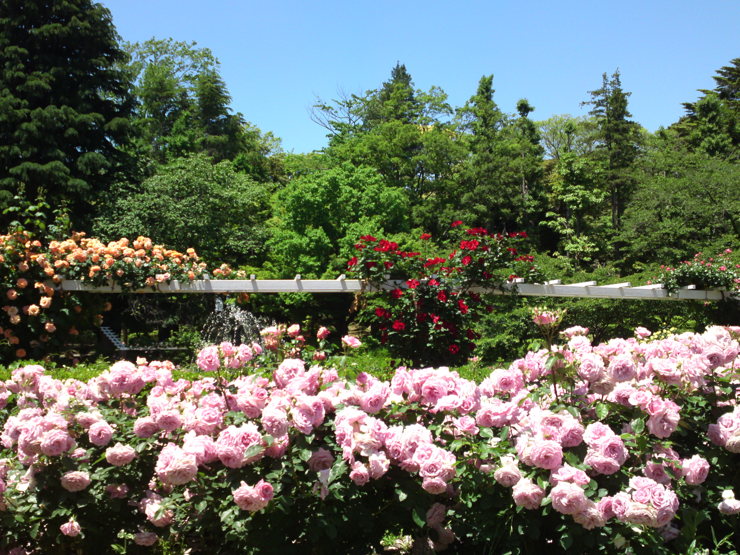 2016年初夏里見公園に咲くバラの写真２１