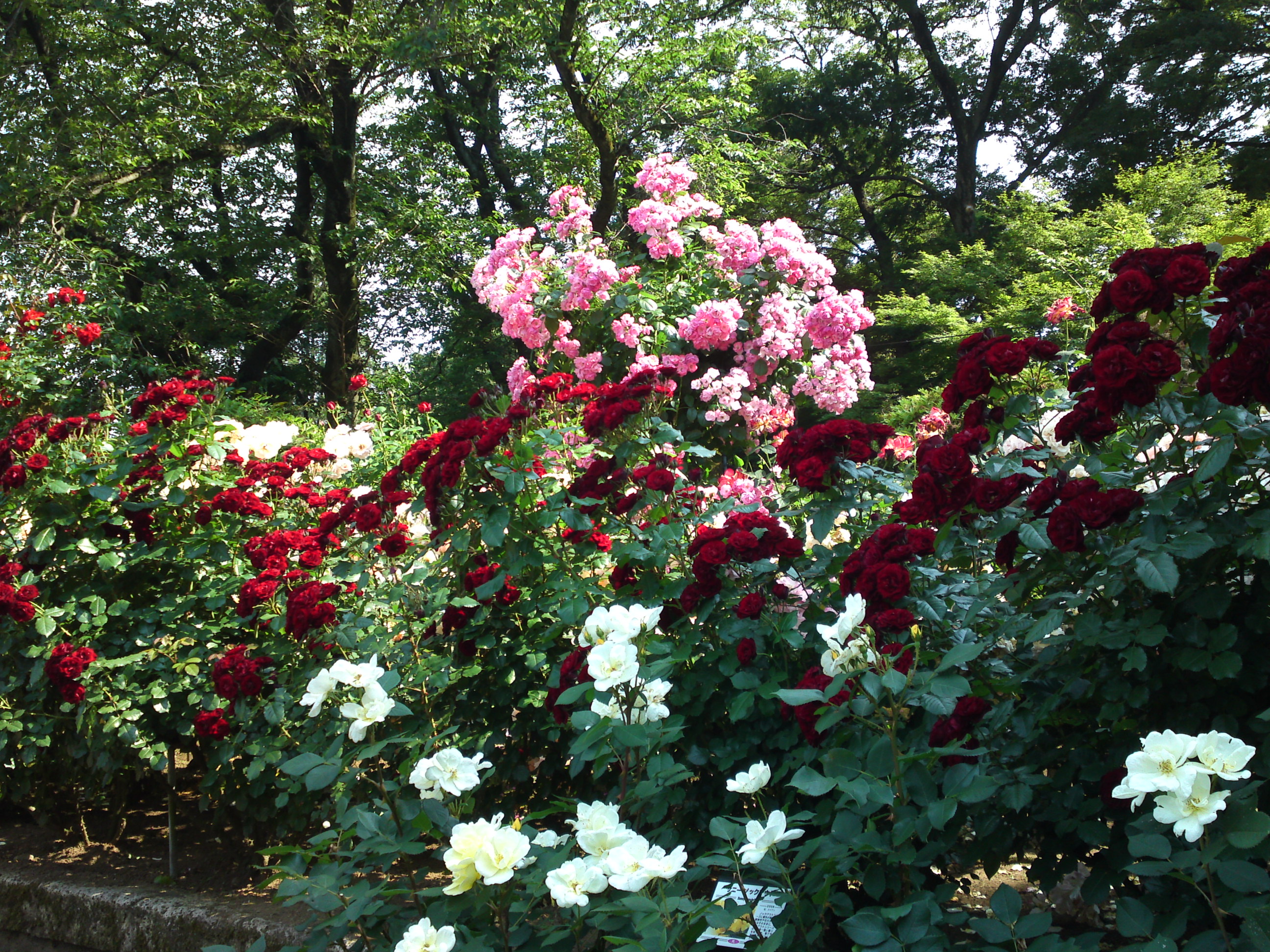 2016年初夏里見公園に咲くバラの写真３０