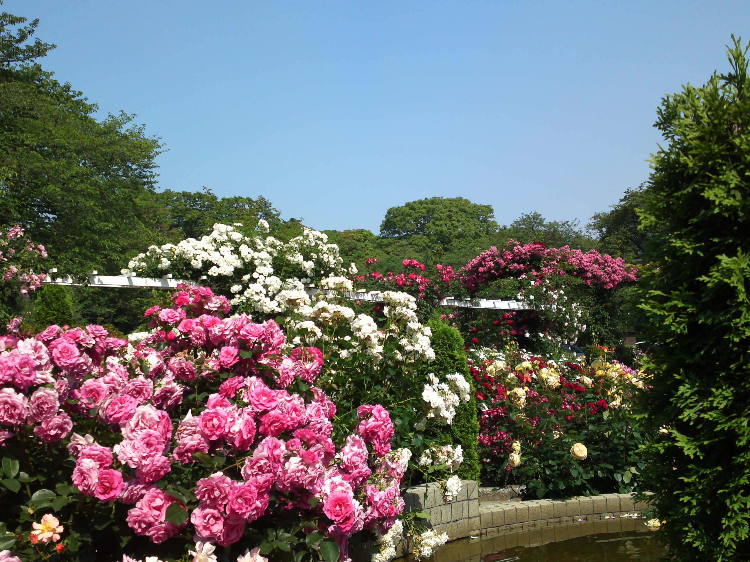 2016年初夏里見公園に咲くバラの写真３５