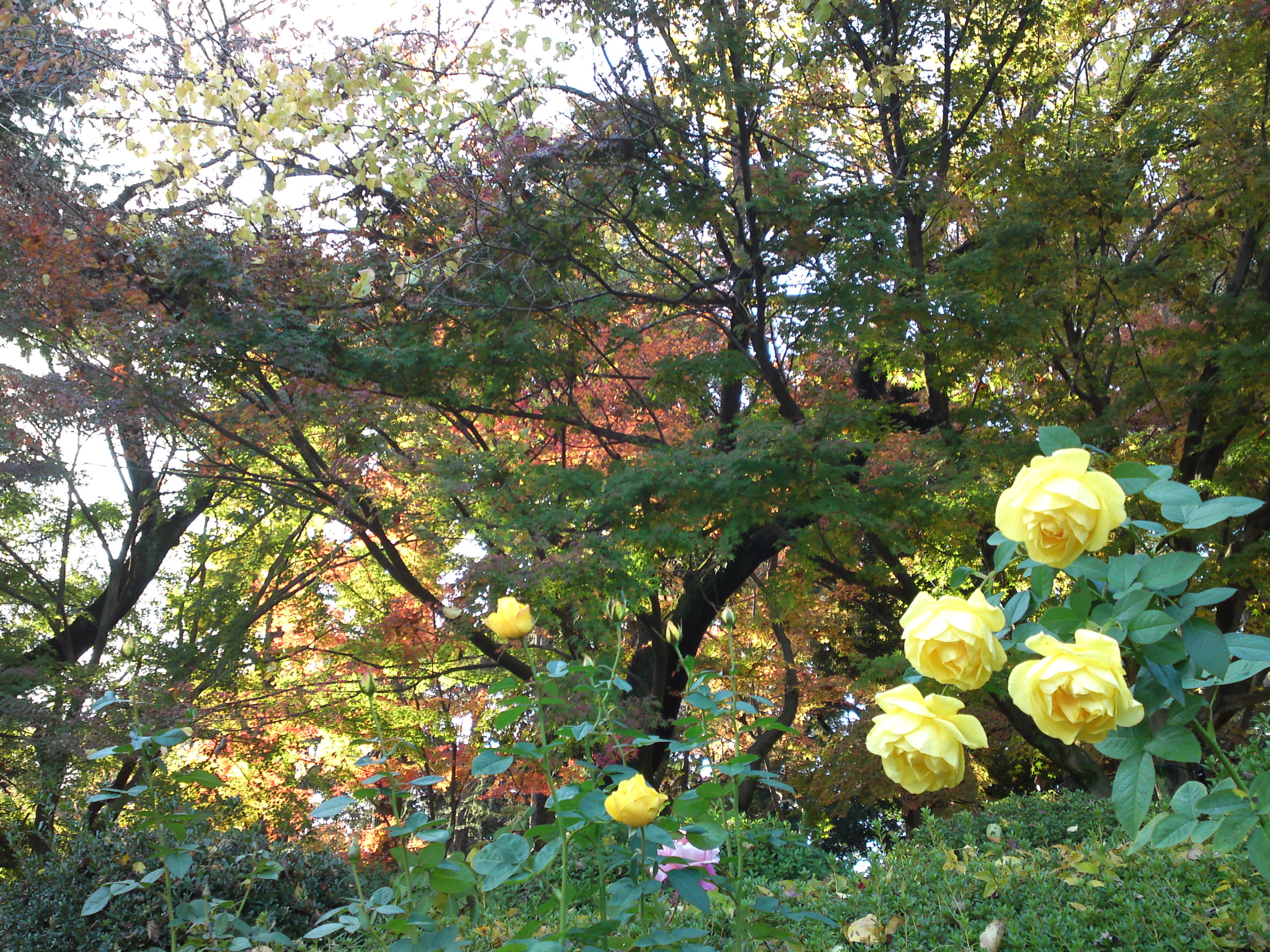2016年秋里見公園の紅葉の風景写真３
