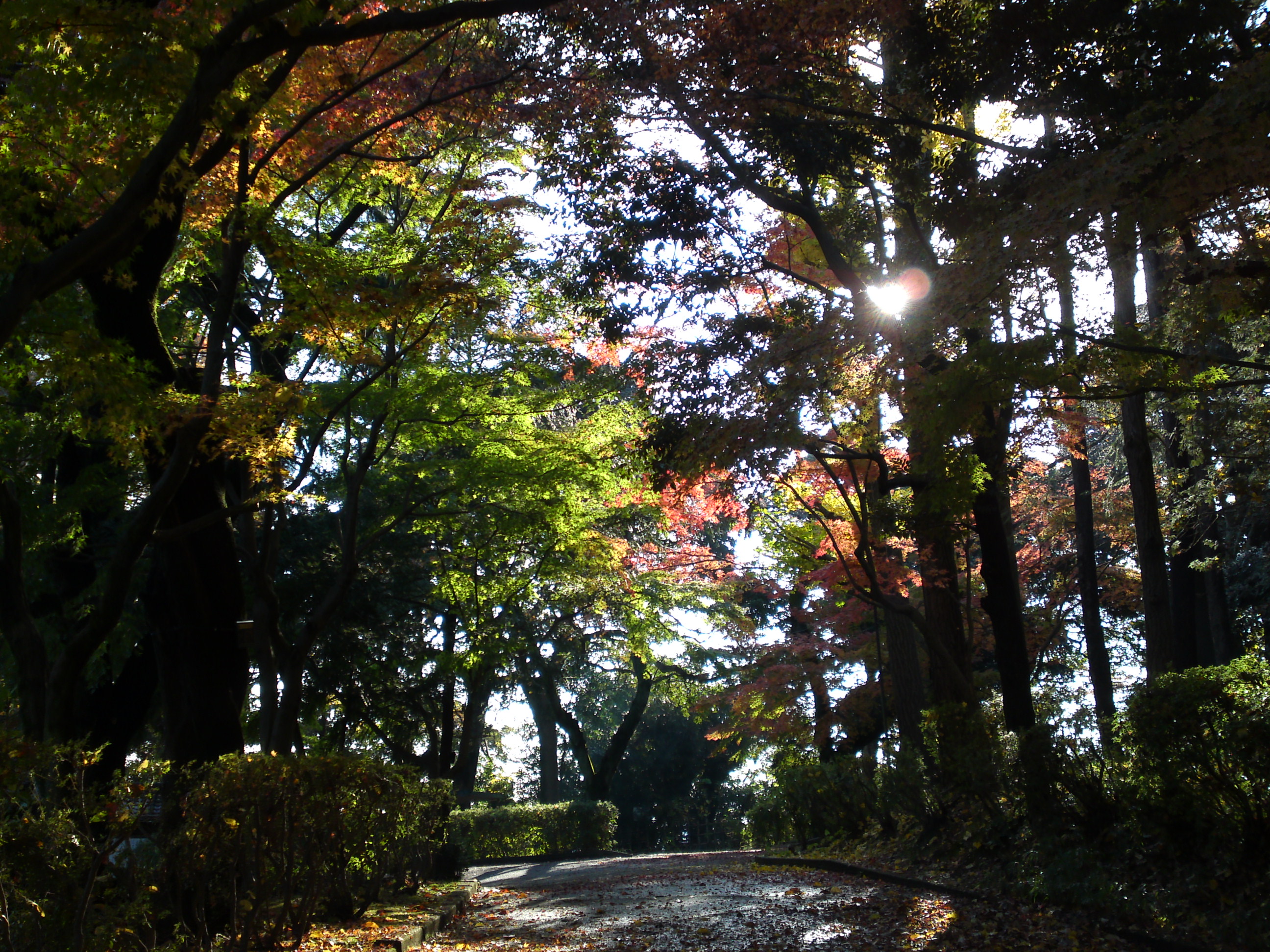 2016年秋里見公園の紅葉の風景写真５