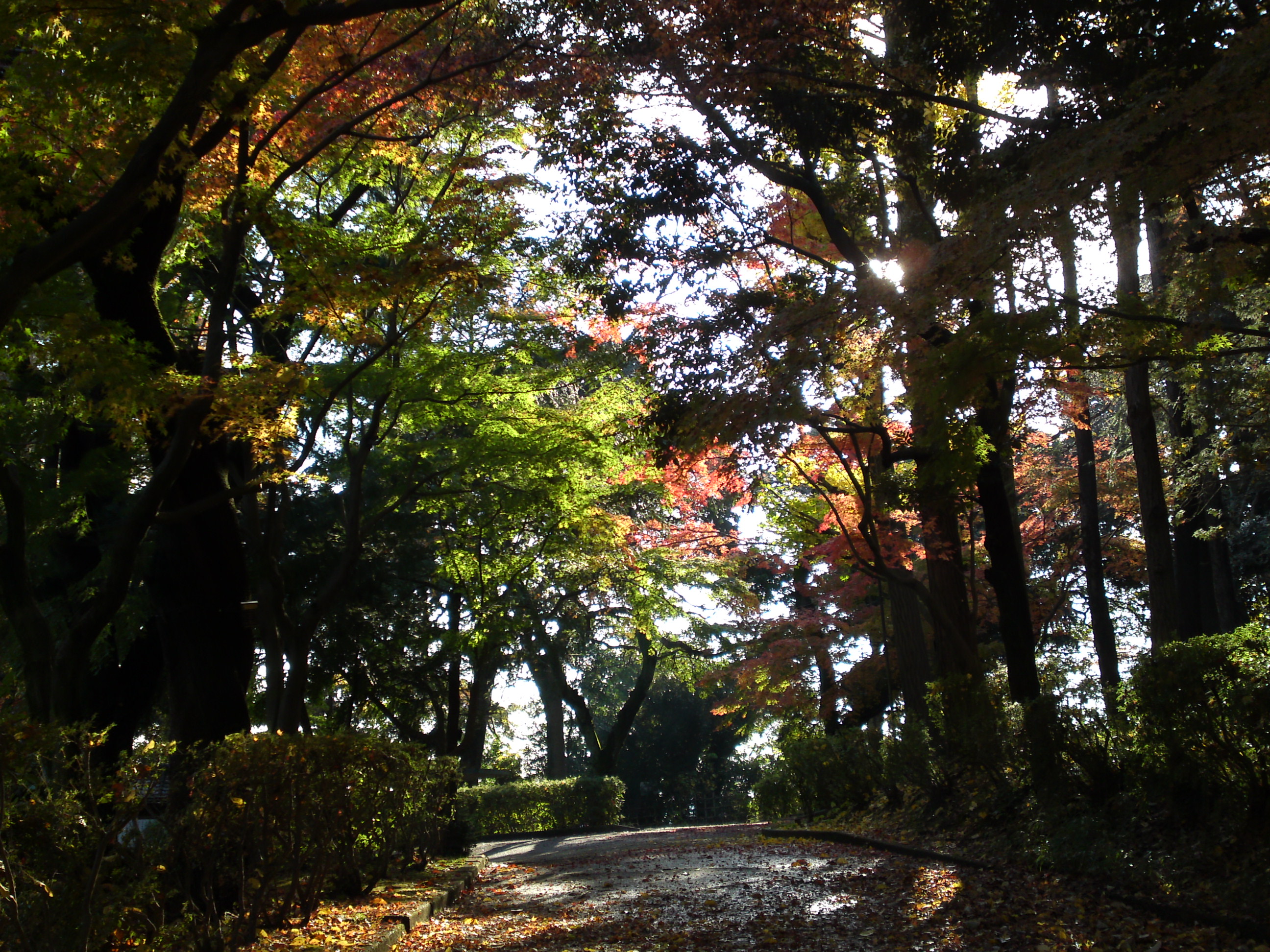 2016年秋里見公園の紅葉の風景写真６