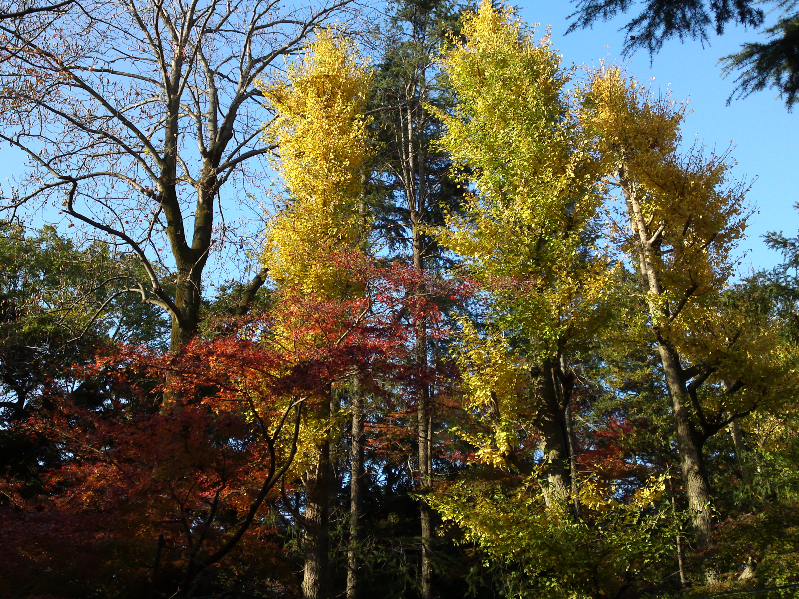 2016年秋里見公園の紅葉の風景写真７
