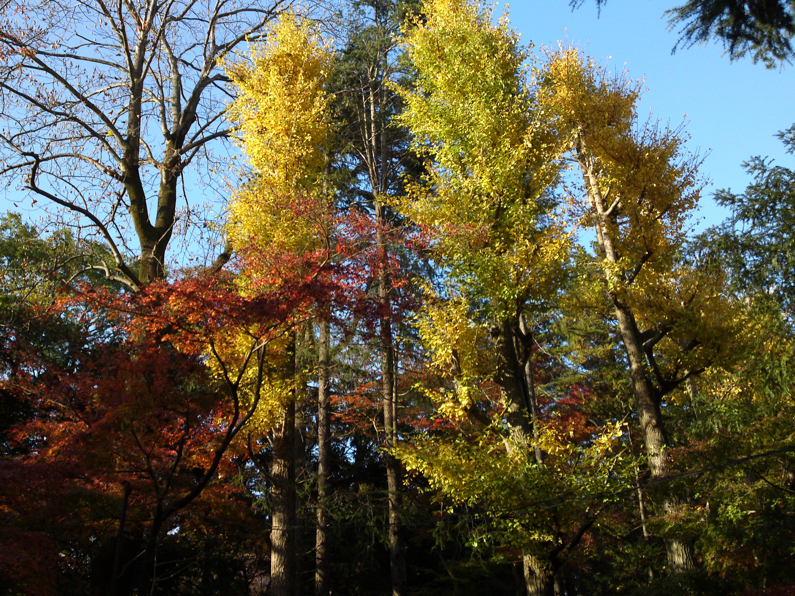 2016年秋里見公園の紅葉の風景写真８