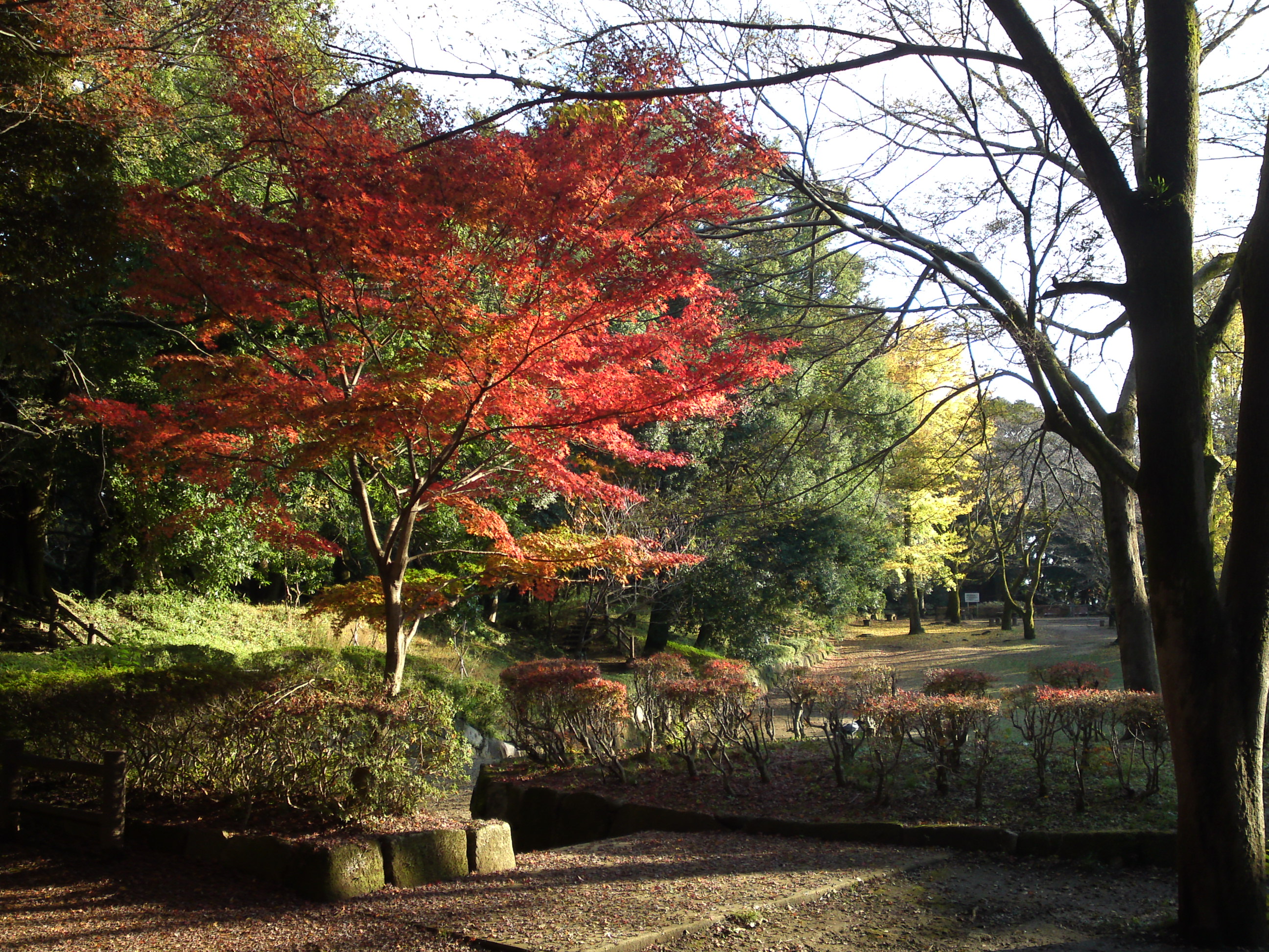 2016年秋里見公園の紅葉の風景写真１２