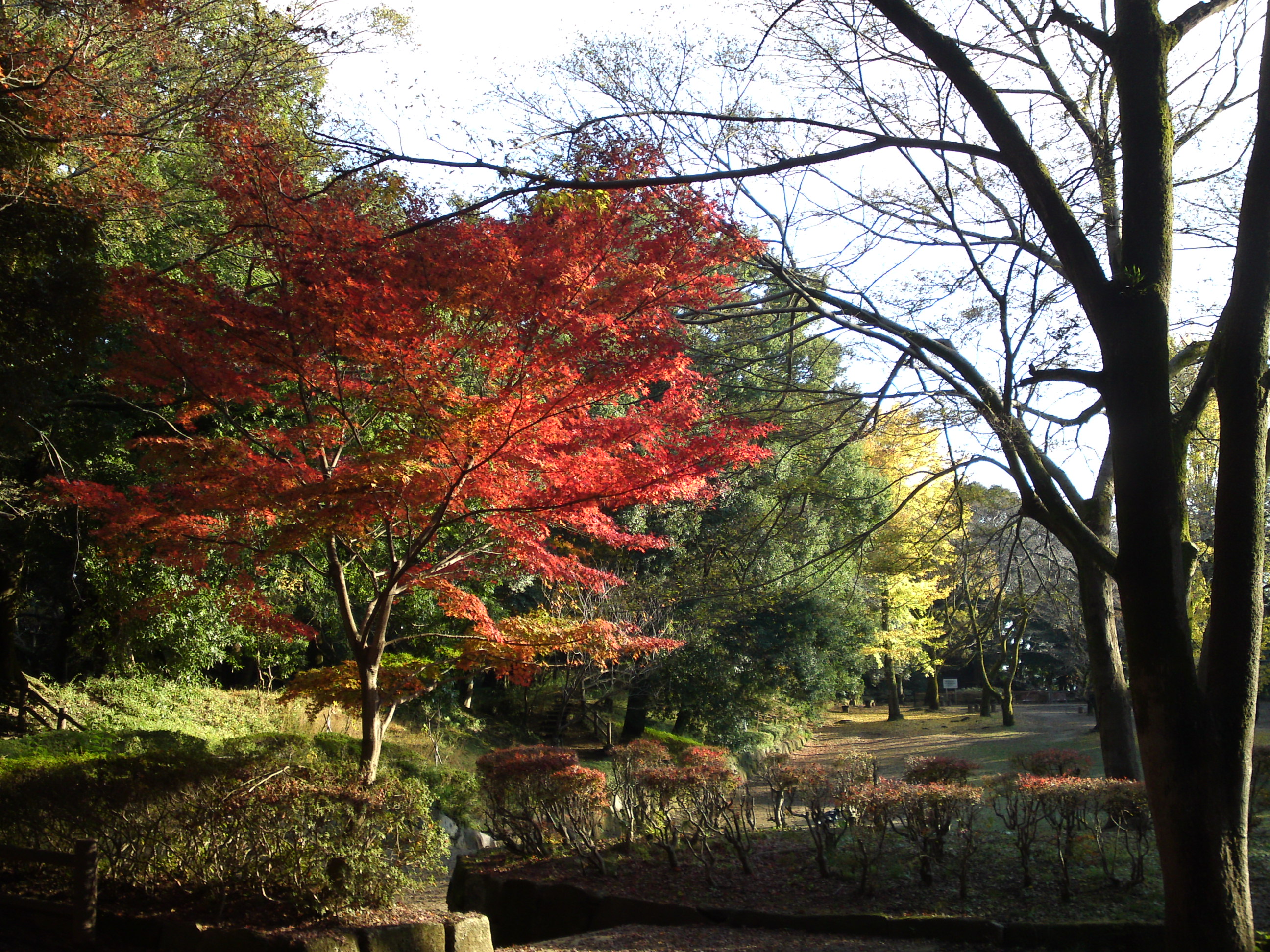 2016年秋里見公園の紅葉の風景写真１３