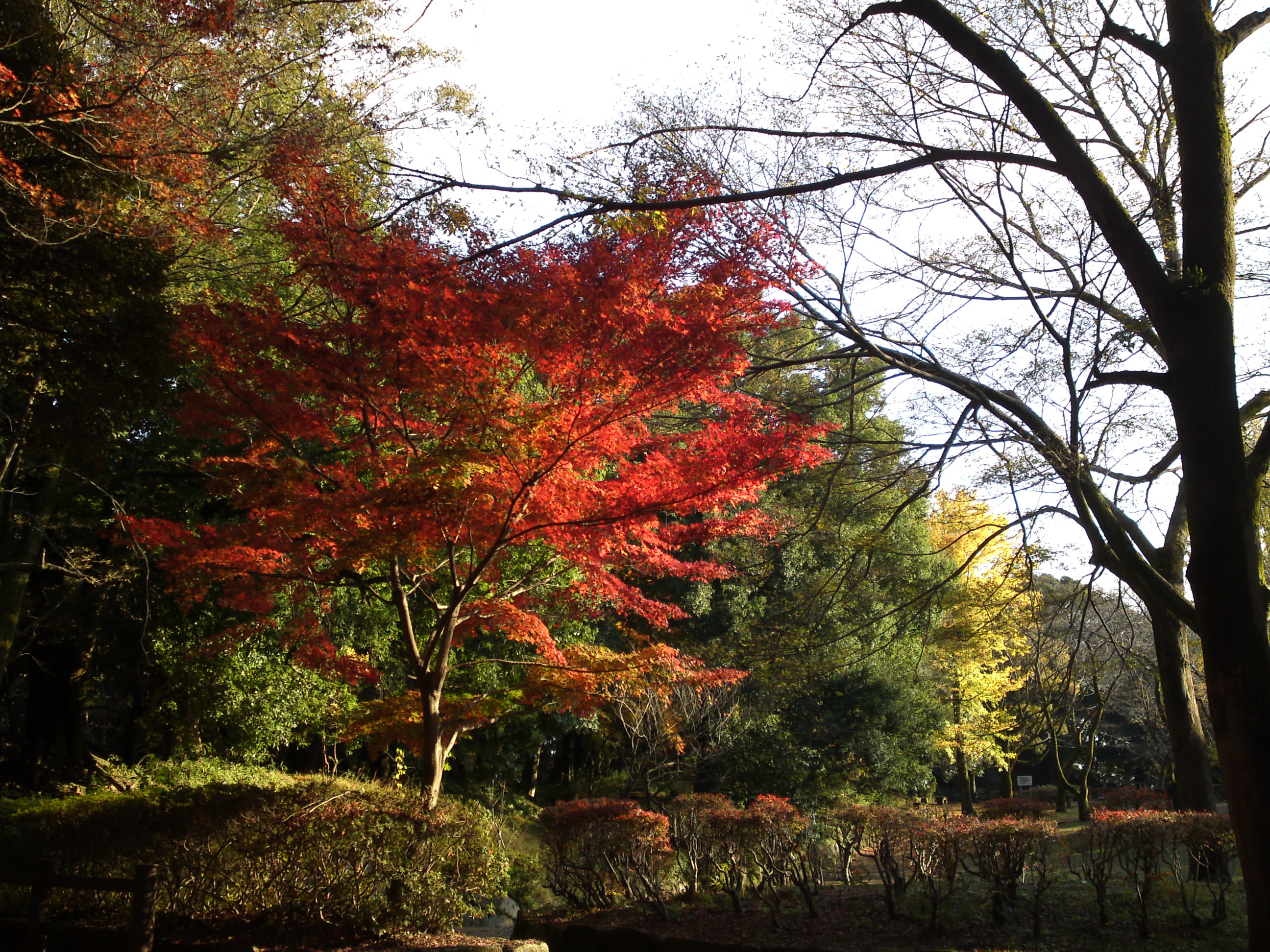 2016年秋里見公園の紅葉の風景写真１４