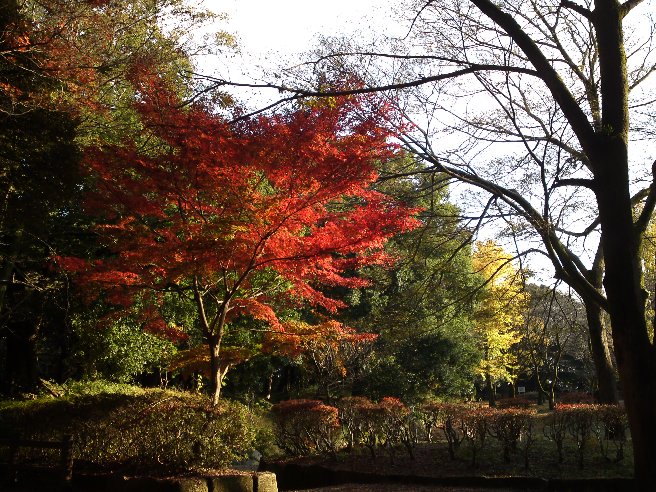 2016年秋里見公園の紅葉の風景写真１５