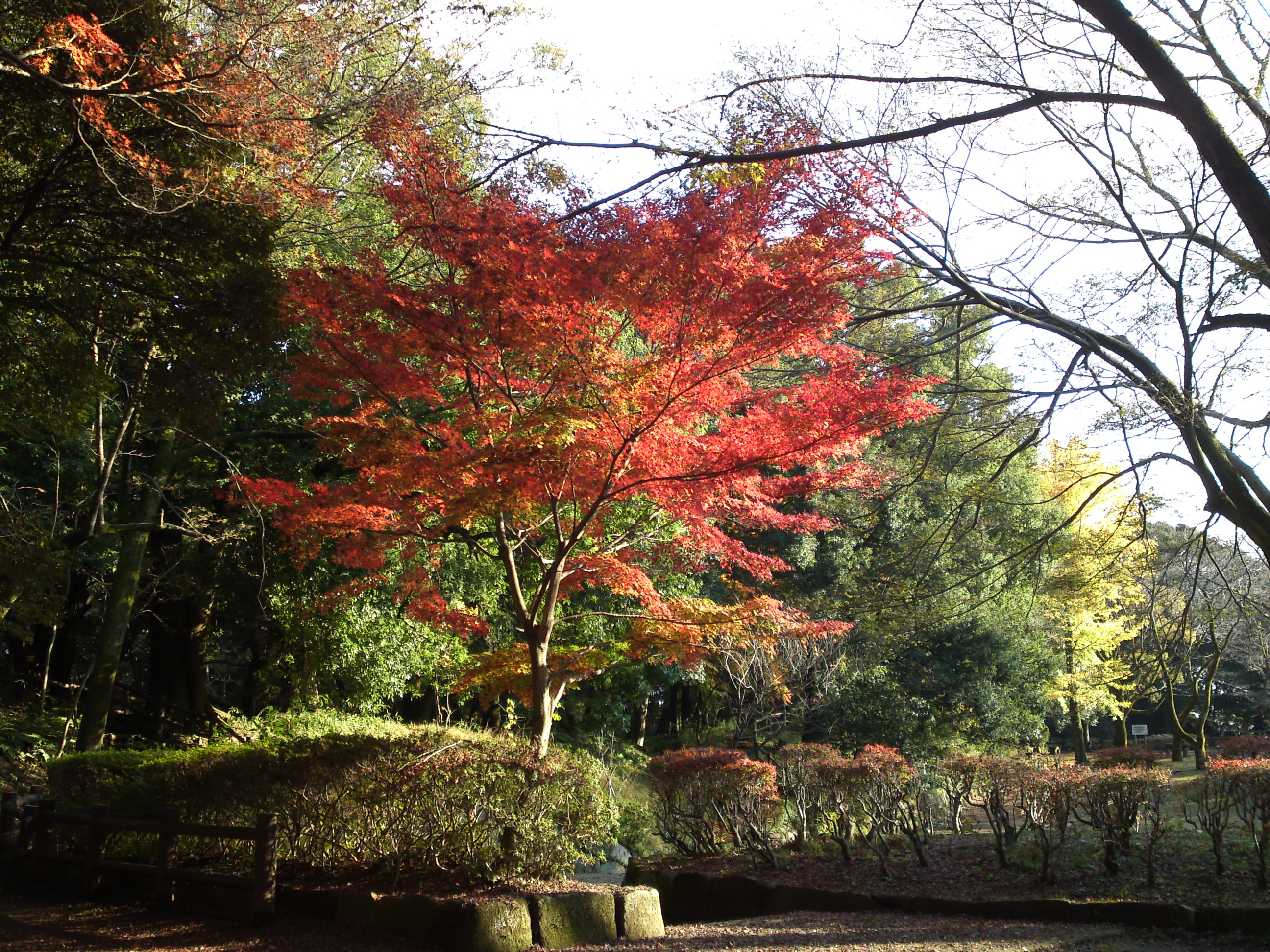 2016年秋里見公園の紅葉の風景写真１６