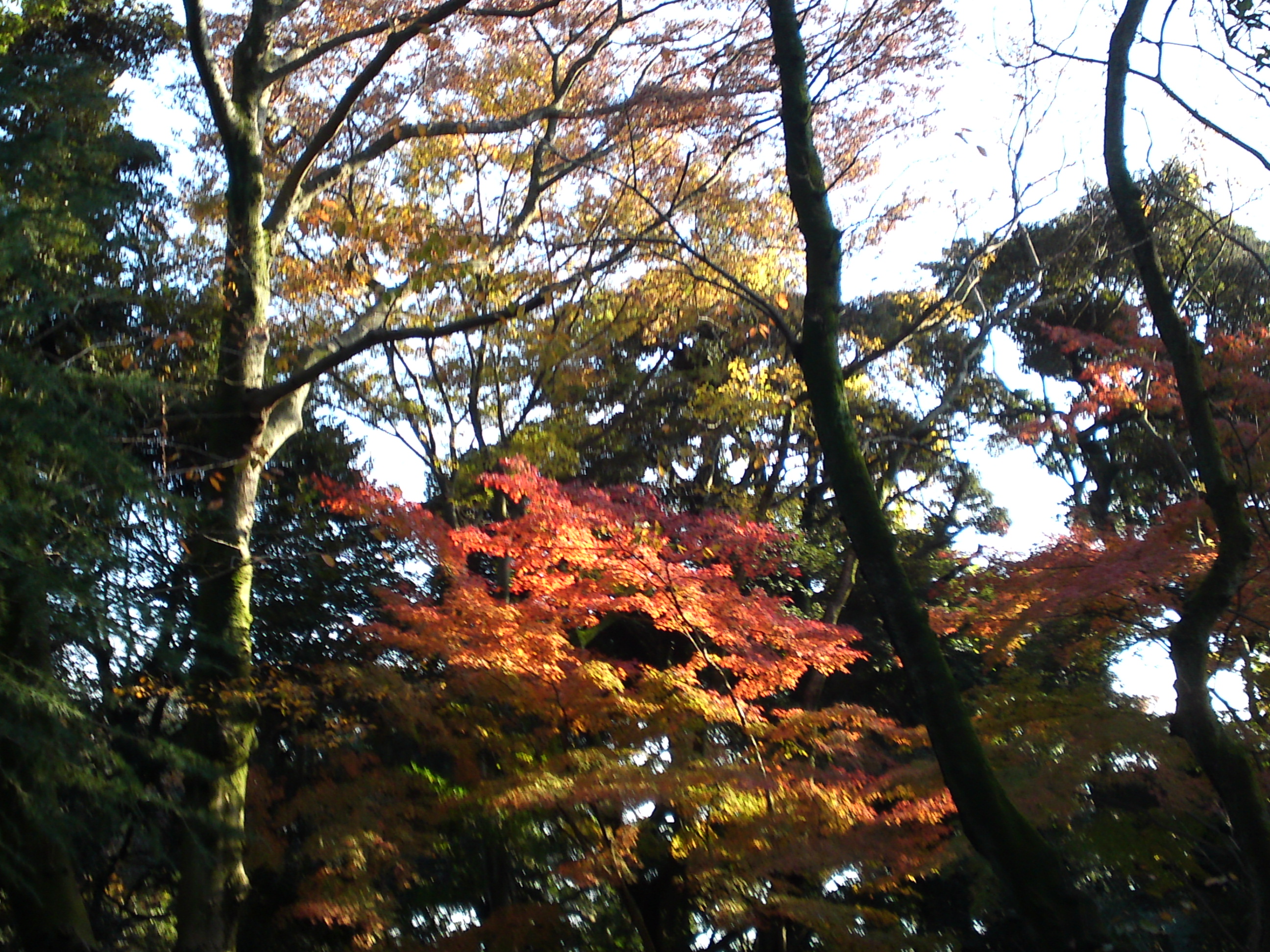 2016年秋里見公園の紅葉の風景写真１８