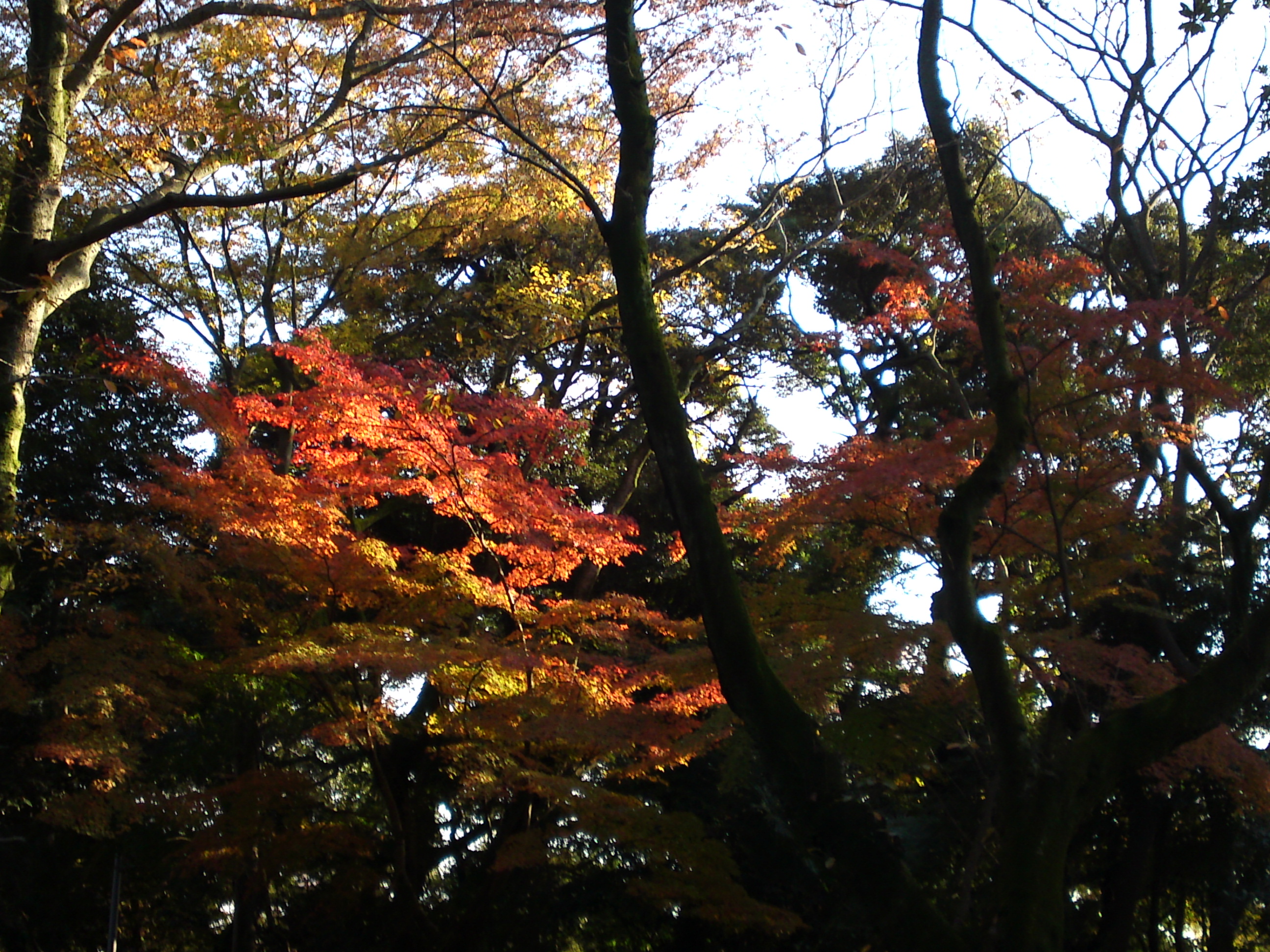 2016年秋里見公園の紅葉の風景写真１９