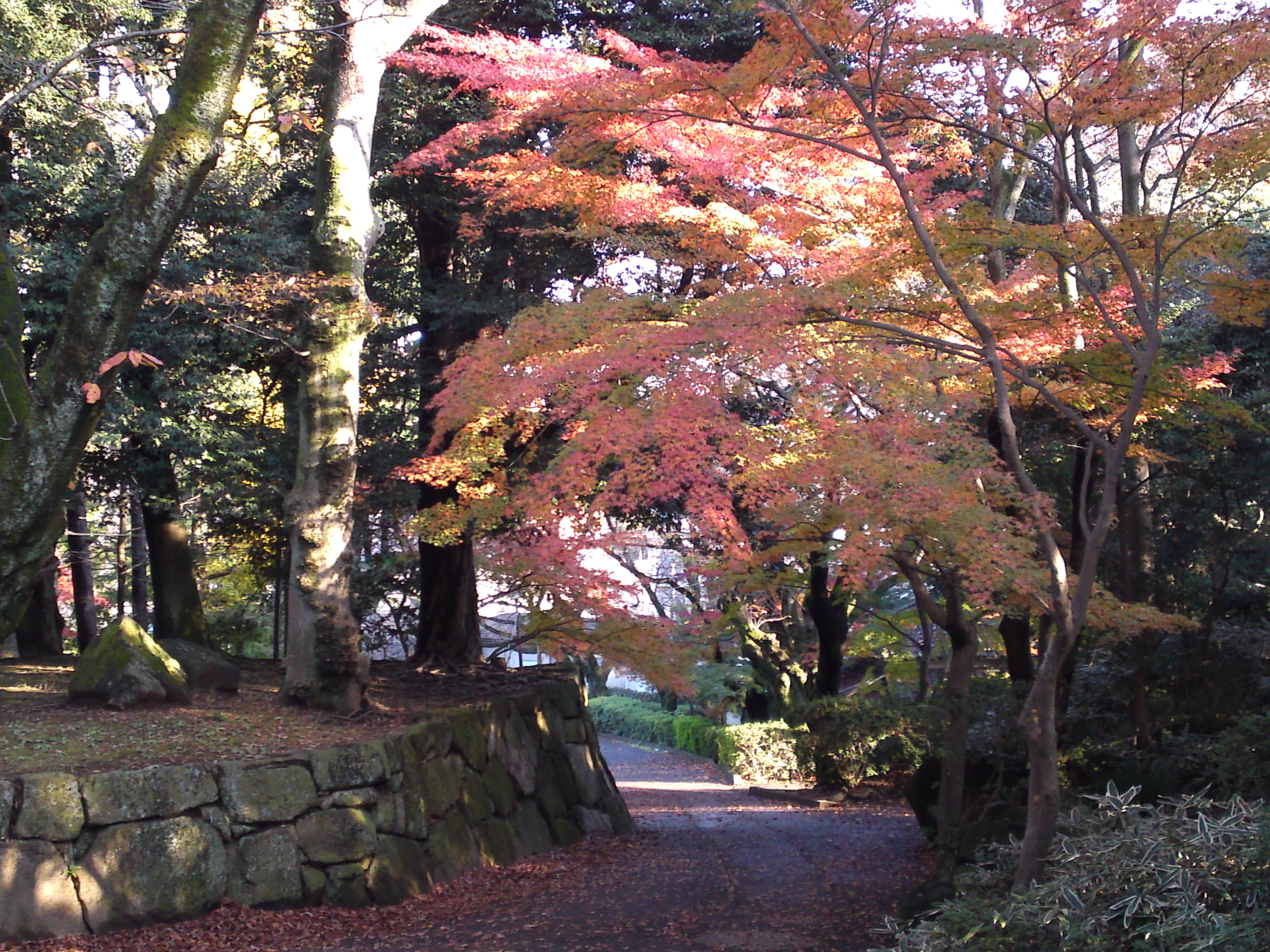 2016年秋里見公園の紅葉の風景写真２０