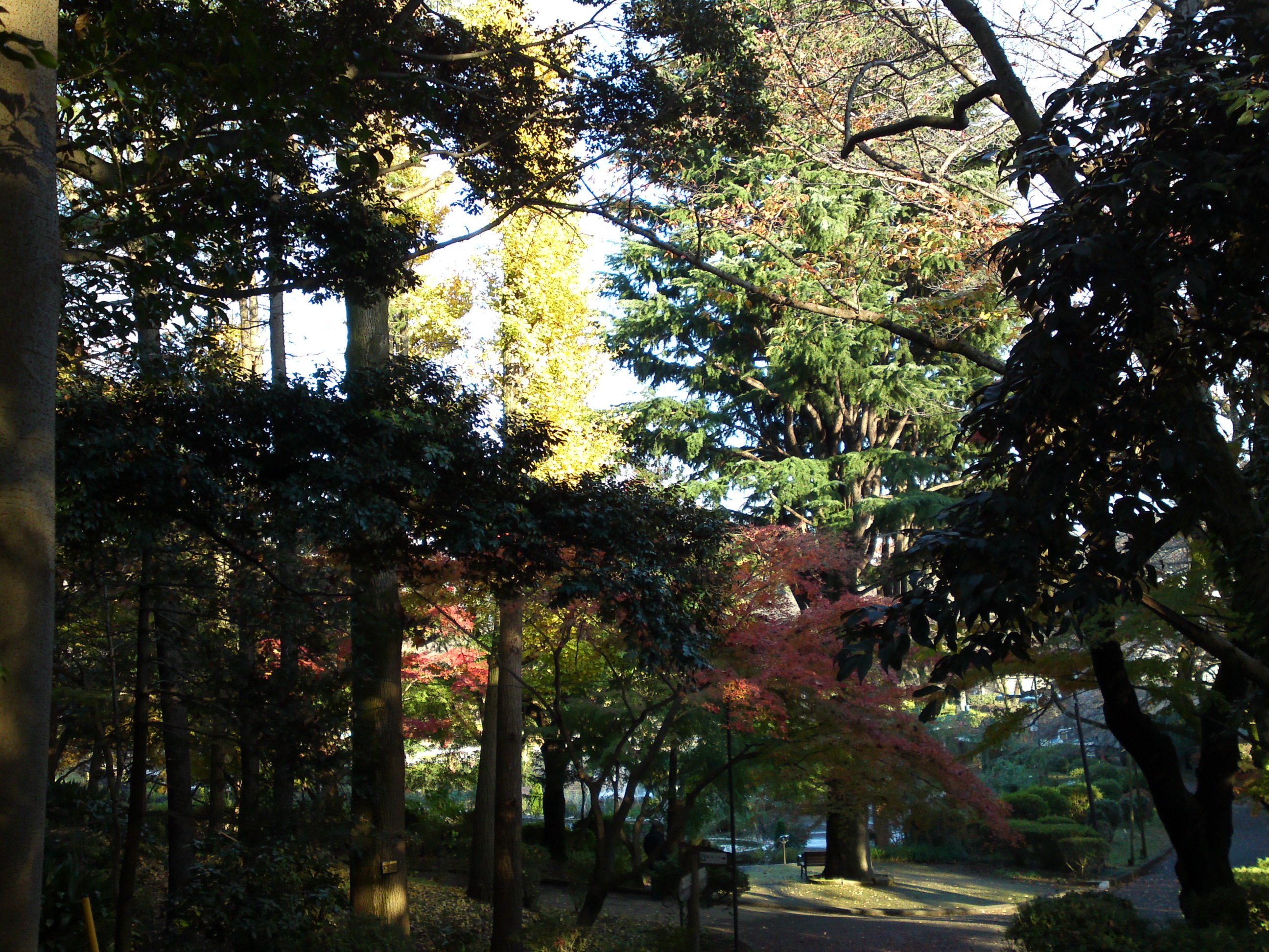2016年秋里見公園の紅葉の風景写真２１